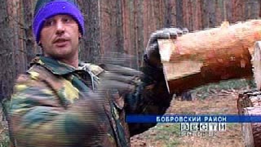 Самое распространенное экологическое преступление в области - вырубка деревьев
