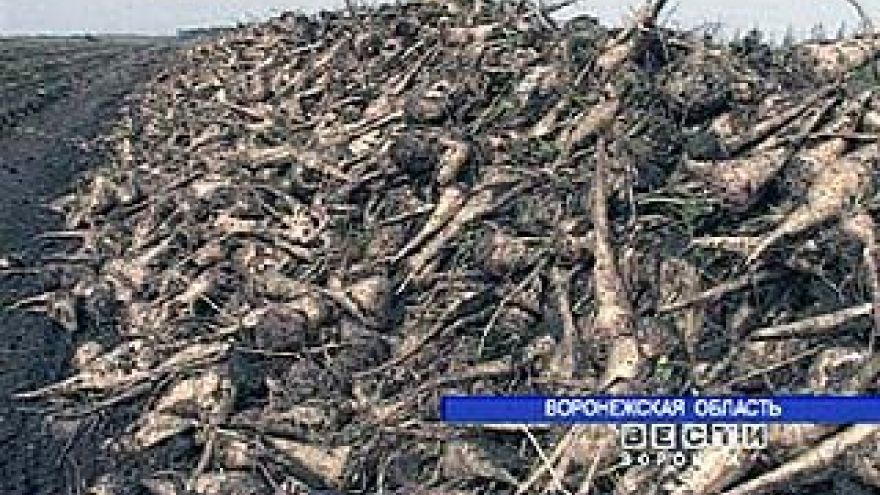 В Воронежской области убирают сахарную свеклу