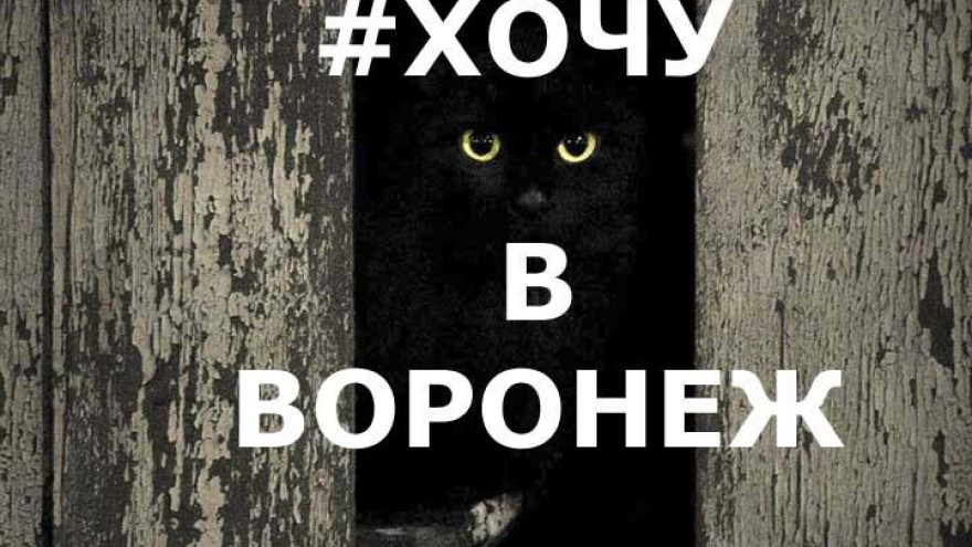 ФОТО: 20 воронежских котов, некоторые – прямиком из любимых книг