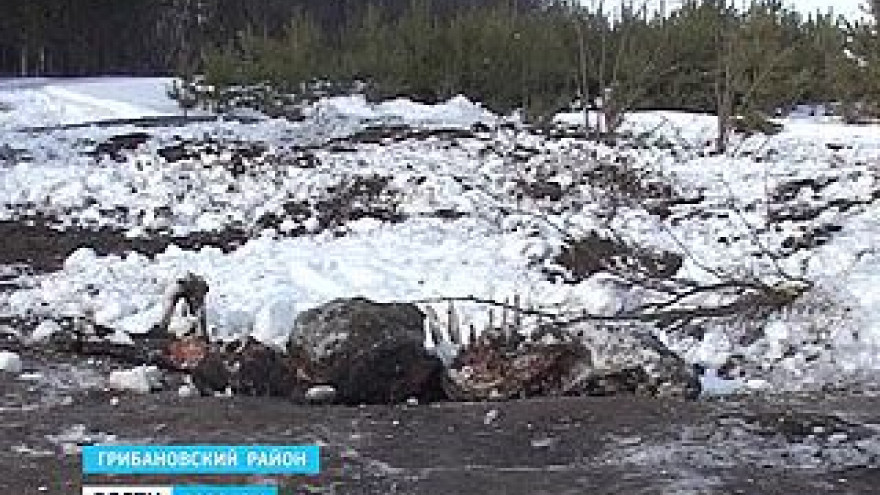 Кучу коровьих туш во Власовке просто разровняли трактором