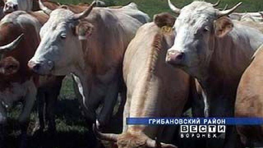 В Воронежской области беспокоятся о сокращении поголовья скота