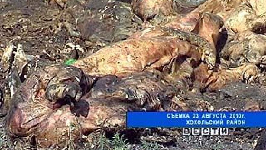 Хохольский район на пороге глобальной экологической катастрофы