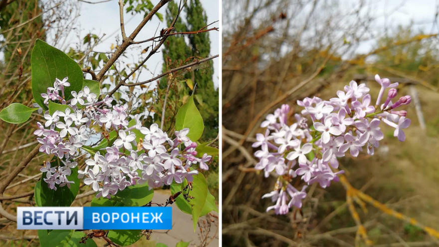 Под Воронежем второй раз в году зацвела сирень