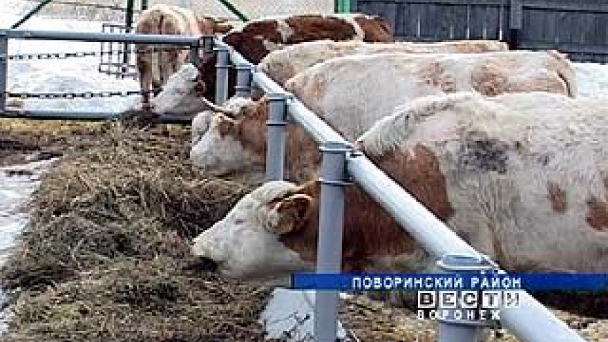Кардаильский мукомольный завод вновь обзаводится подсобным хозяйством