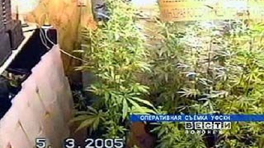 Хозяева конопляной оранжереи получили от 2-х до 4-х лет