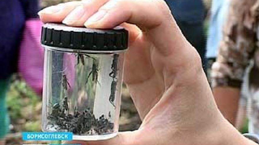 В Воронежскую область вслед за мошкарой пришла и саранча