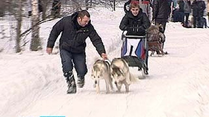 В Воронеже прошли первые соревнования по ездовому спорту