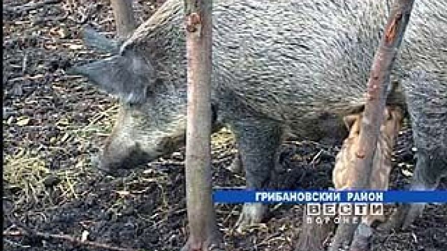Одно из сел Грибановского района терроризируют кабаны