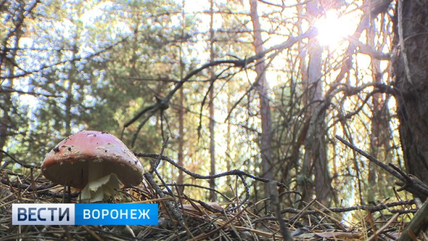 Воронежские врачи об отравившихся грибами 5 детях: «Младшему ребёнку – 2 года»