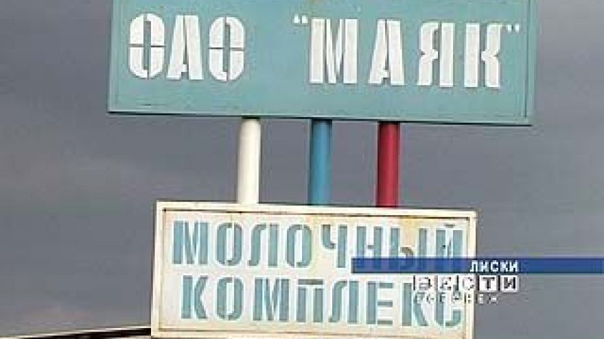 Лискинское хозяйство "Маяк" из-за бруцеллеза пустит всё стадо под нож