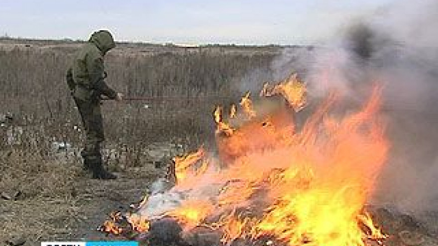 Три тысячи кустов опийного мака сожгли воронежские наркополицейские
