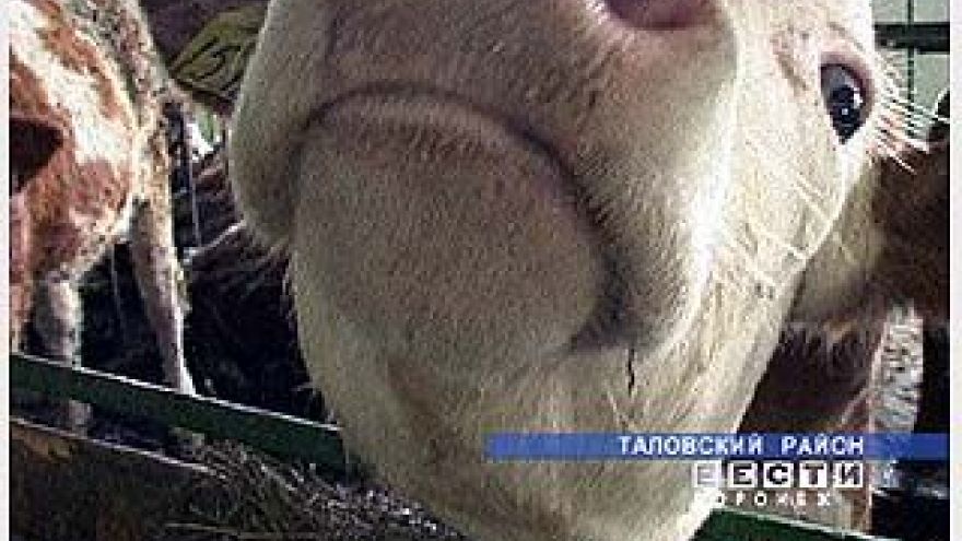 Австрийские коровы приносят прибыль отечественному производителю