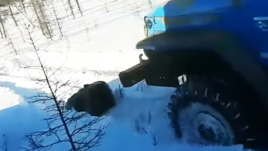 ВИДЕО: Воронежец требует наказать живодеров, заживо переехавших медведя в Якутии