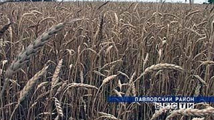 Воронежский регион вправе рассчитывать на всестороннюю поддержку Минсельхоза