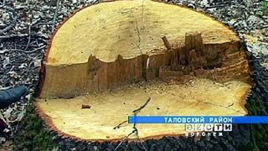 Элитные дубы вырубают в Таловском районе