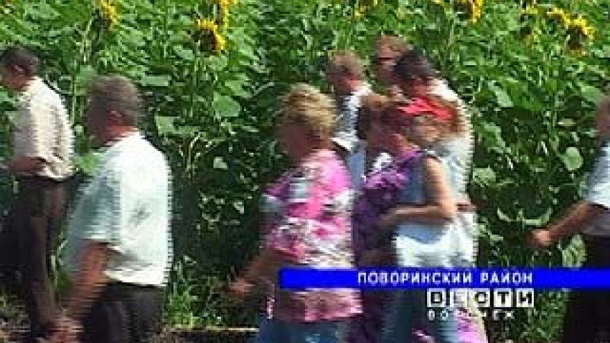 "День поля" провели в Поворинском районе