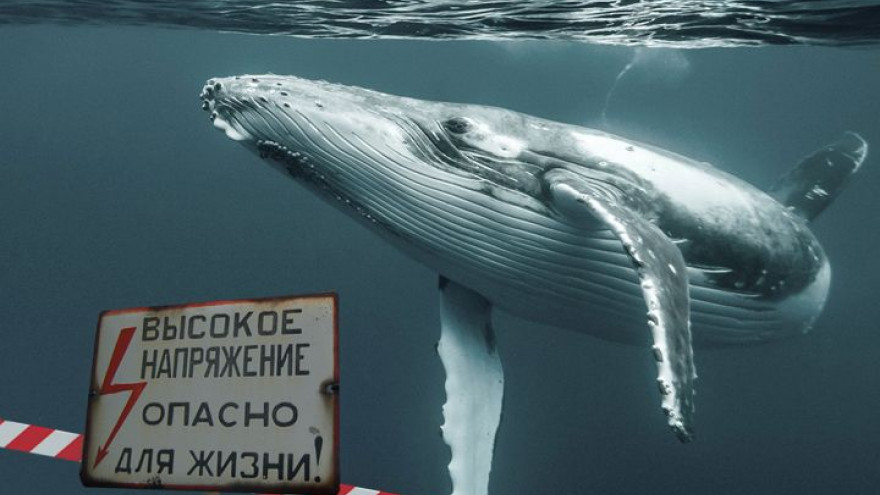 Строящиеся квартиры воронежского К.И.Т.а опасны для здоровья