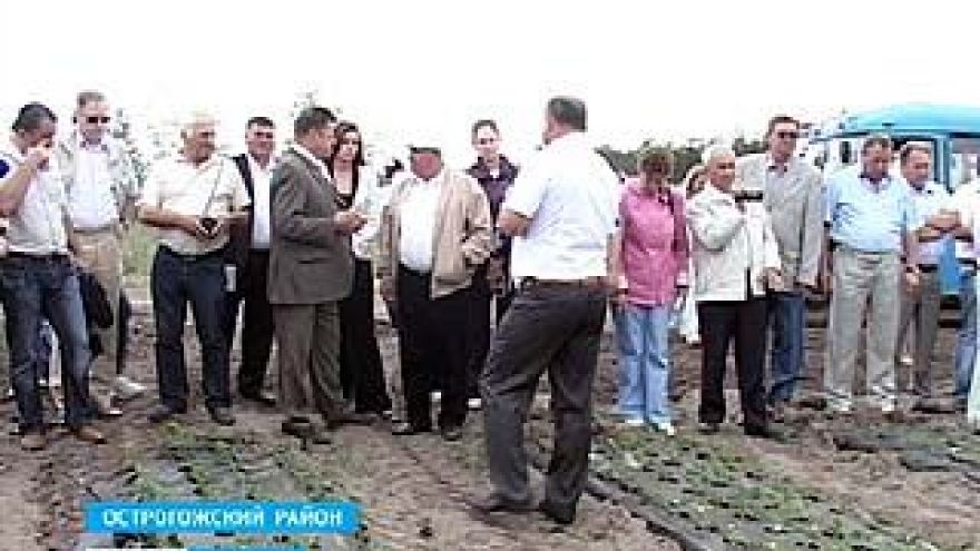 Российские садоводы учились выращивать клубнику в Острогожском районе