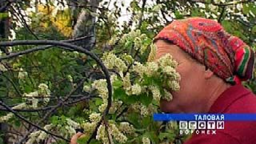 В разгар осени в Абрамовке зацвела черемуха