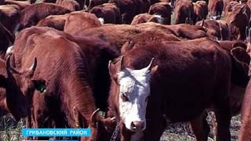 В Грибановском районе разводят калмыцкую породу коров