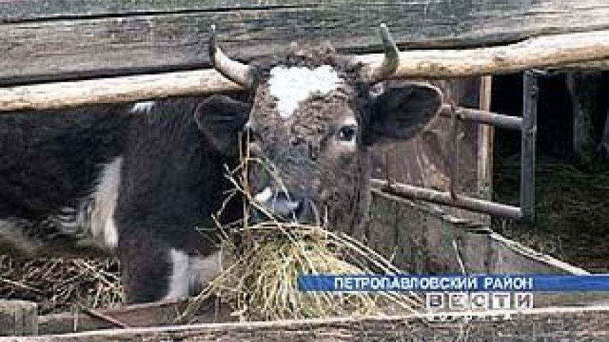 Ильинские коровы могут погибнуть от голода