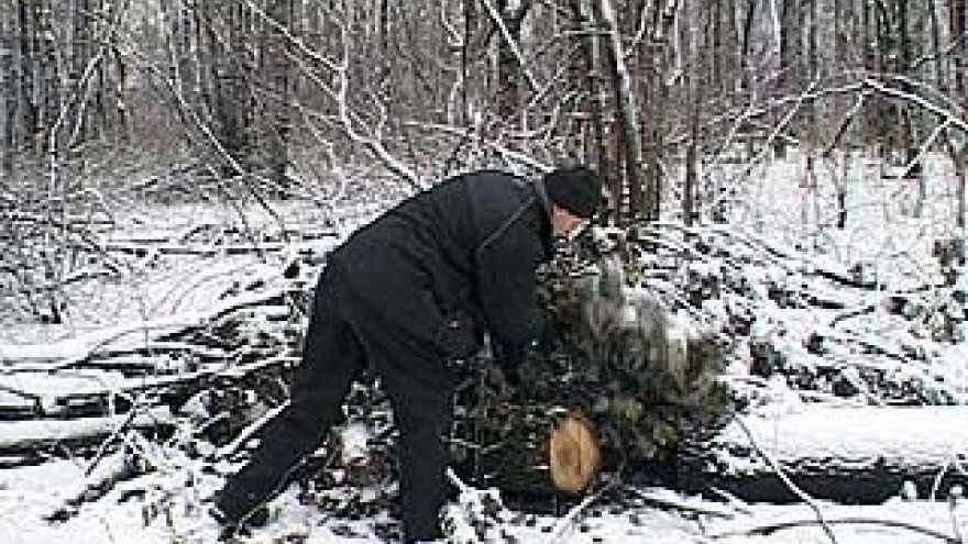 У лесов области появился единый хозяин