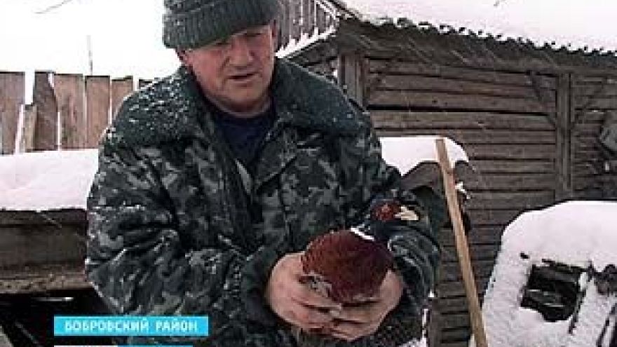 В селе Верхний Икорец Бобровского района поселился настоящий фазан