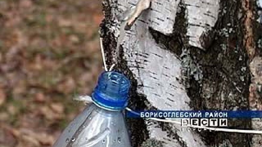 В самом разгаре сезон березового сока