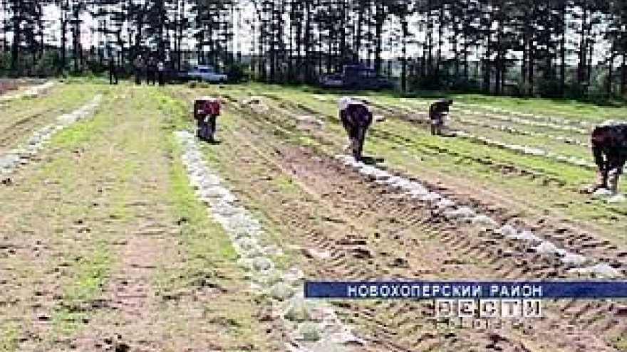 В царской России именно воронежский край считался арбузным