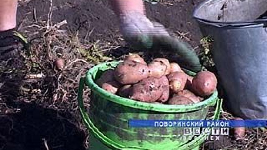 За килограмм картофеля в Воронеже просят от 18 до 30 рублей