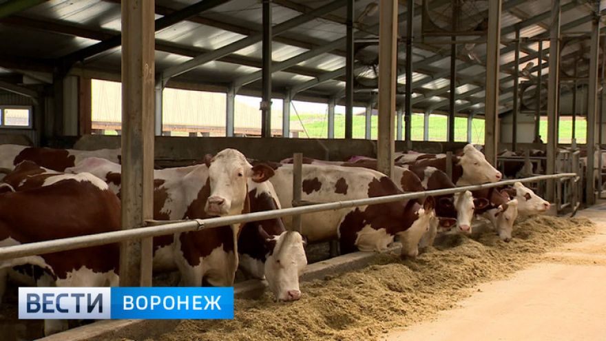 Воронежская область стала лидером по приросту объёмов товарного молока