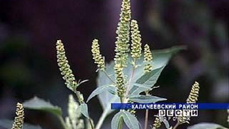 Поездки в Калачеевский район противопоказаны - там цветёт амброзия
