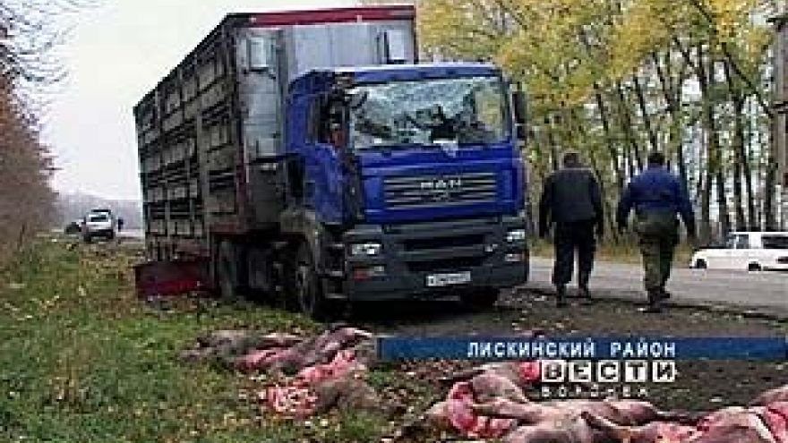 На трассе "Лиски-Острогожск" перевернулся грузовик со свиньями