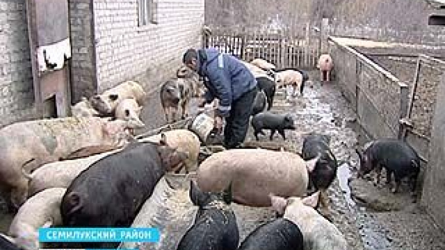Семилукские свиноводы получили распоряжение ветслужбы - помещения довести до нужного уровня биологической защиты