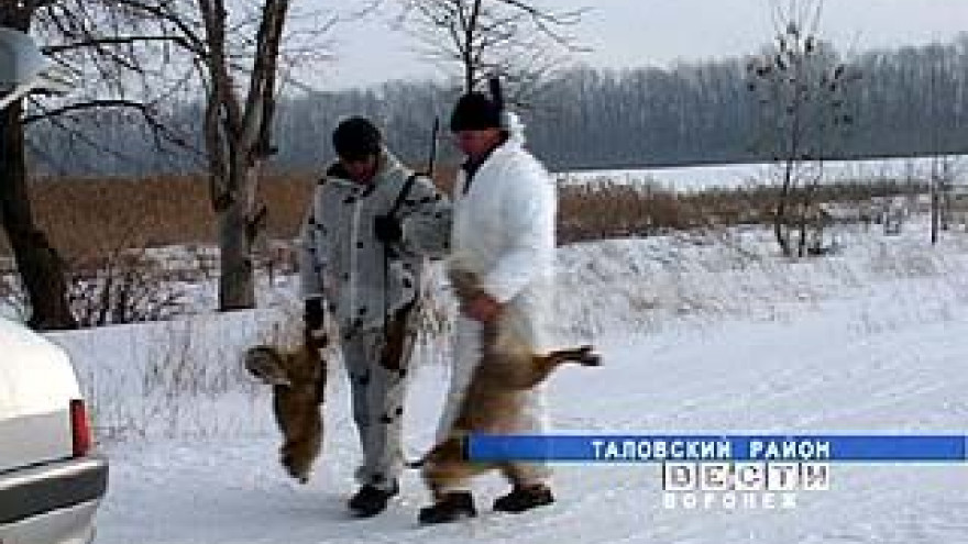 Села Воронежской области атакуют лисы