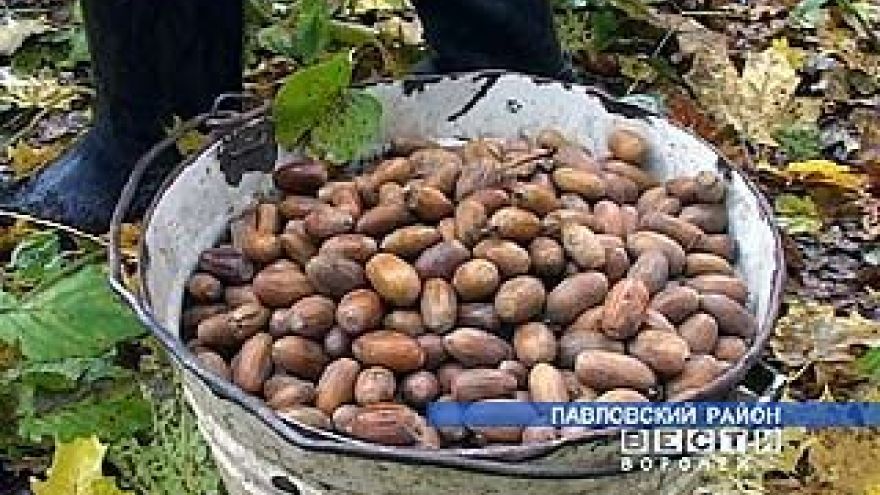 Желудей в этом году уродилось мало