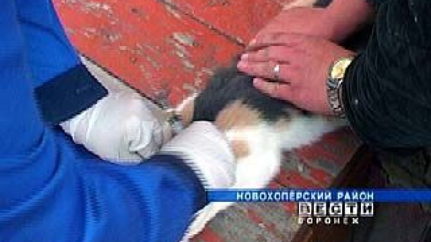 Борьба с бешенством на территории области продолжается