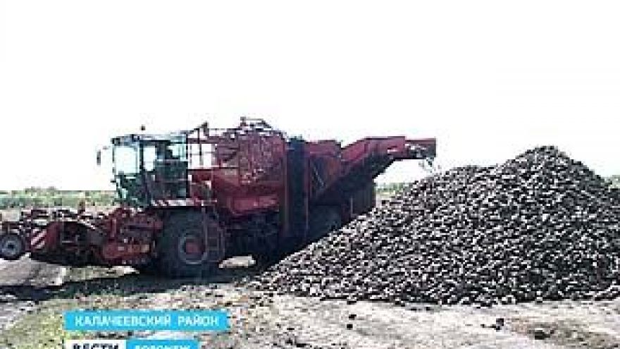 В Воронежской области приступили к уборке сахарной свеклы