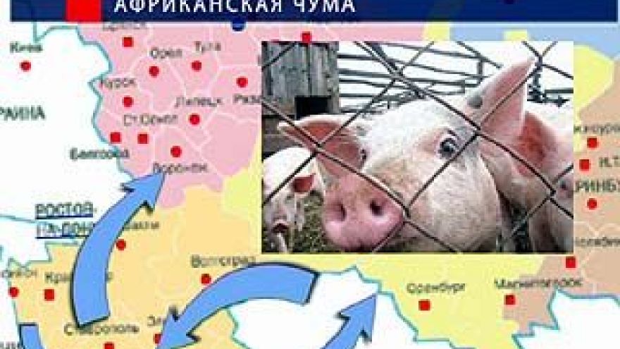 В Ростовской области зафиксирована вспышка африканской чумы свиней