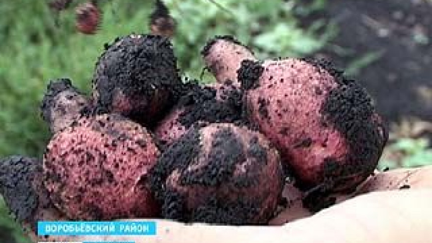Жители южных районов области в этом году могут остаться без картошки