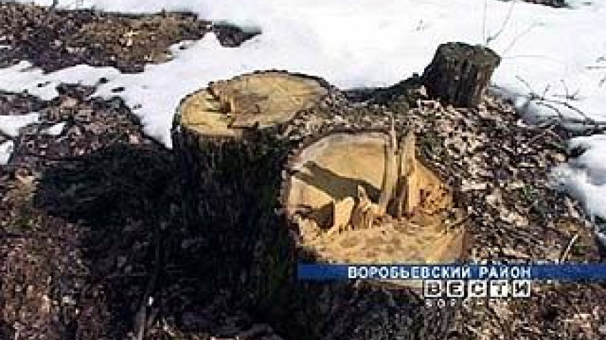 В Воробьевском районе неизвестные вырубили вековые дубы