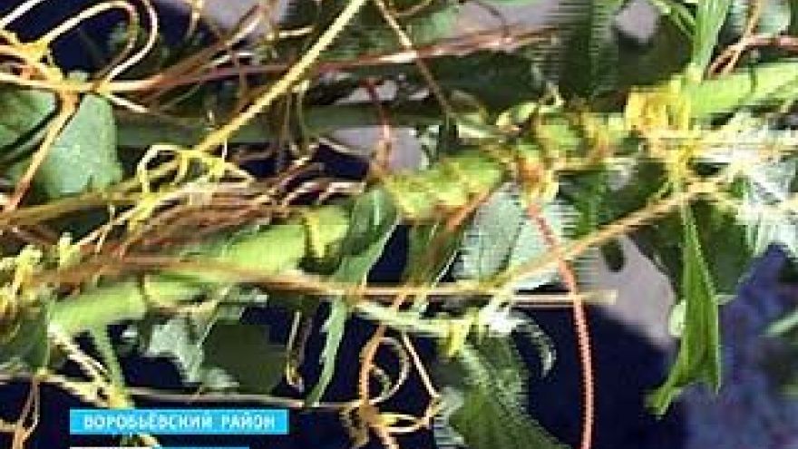 Опасный сорняк - повилика - буквально заполонил всю область