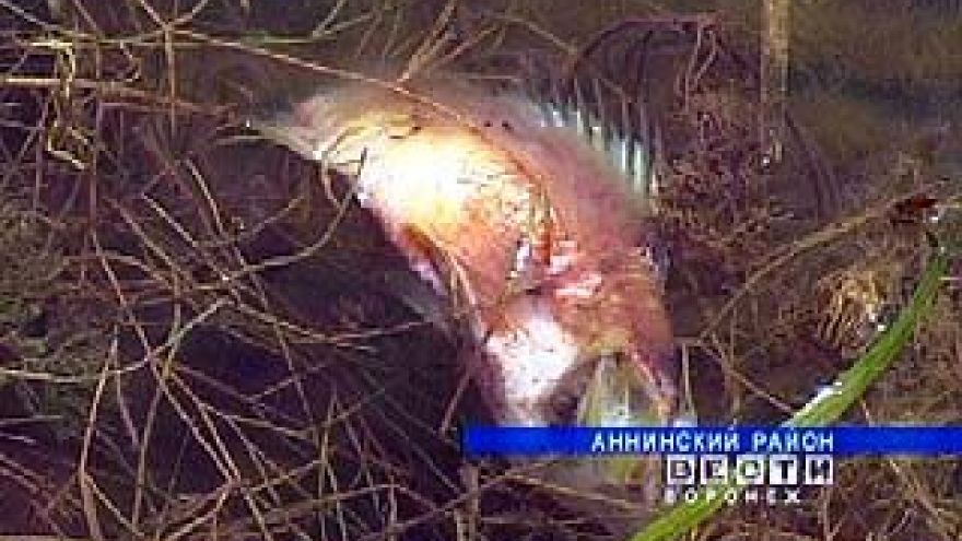 В поселке Осиновый Таловского района люди бьют тревогу