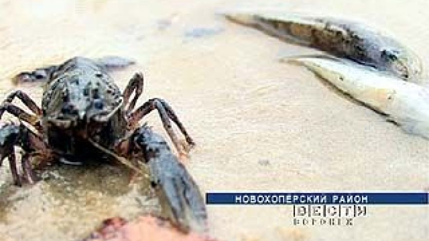 В Новохоперском районе зафиксирован массовый замор рыбы