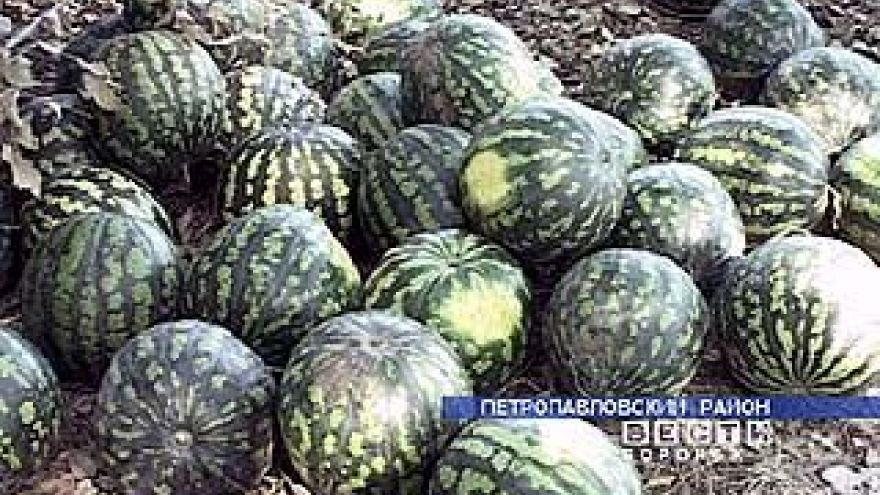 Петропавловские арбузы по вкусу не уступают южным