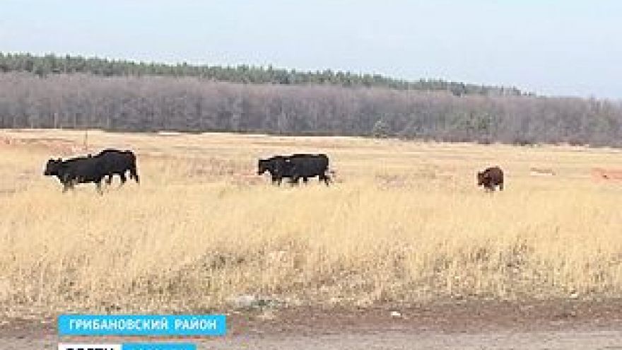 Коровы по цене "Жигулей" разбежались по Грибановскому району