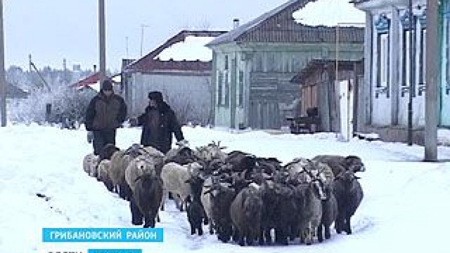 Семья из села Алабухи вынуждена по сугробам гонять стадо овец на выпас