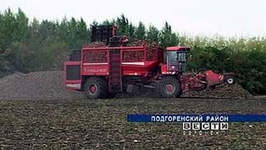 Уборка сахарной свёклы в Воронежской области в этом году затянется