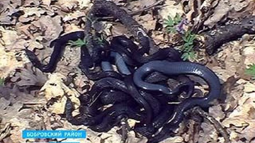В пойме Битюга проснулись змеи
