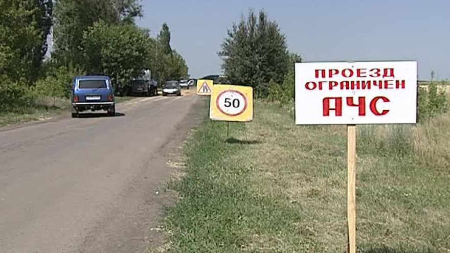 Карантин по Африканской чуме свиней в Воронежской области сняли